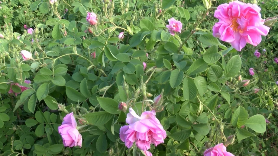 Зам.-министър: Законът за розата ще въведе ред в производството