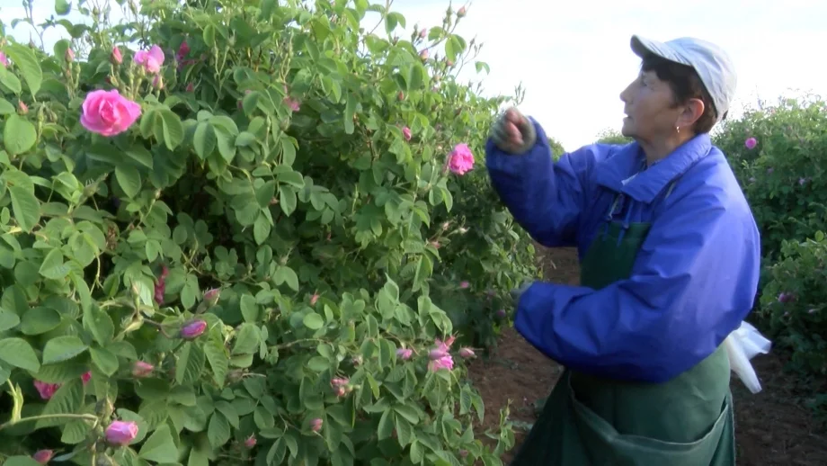 Розопроизводители на протест заради ниската изкупна цена 