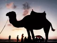Заради ботокс: В Рияд дисквалифицираха камили от конкурс за красота