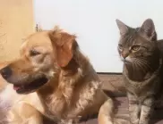 Кои зодии се обичат като куче и котка? 