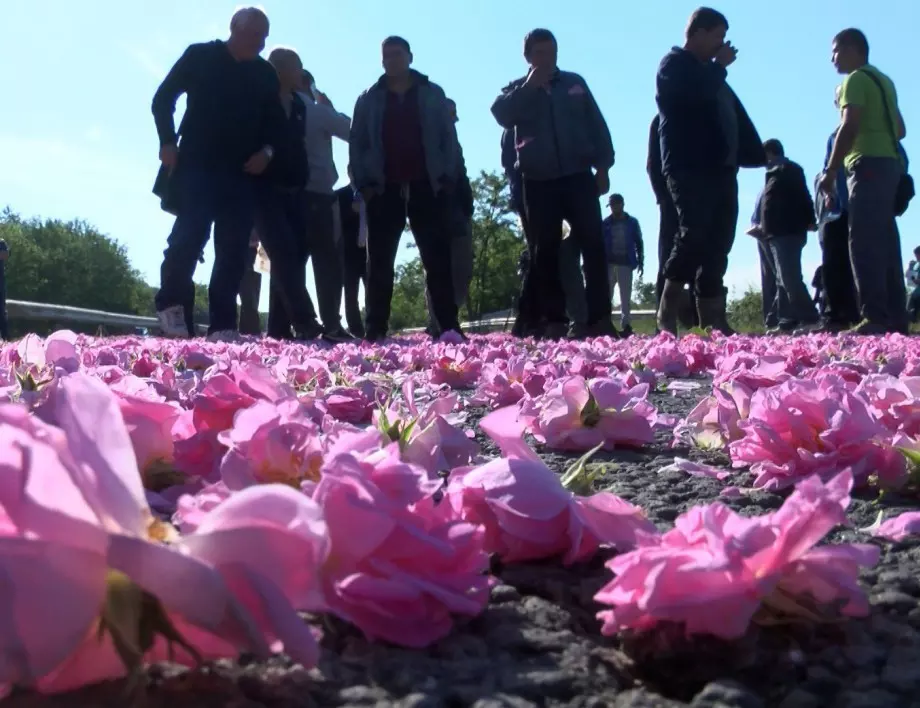 За поредна година - протест на розопроизводителите, унищожават рози
