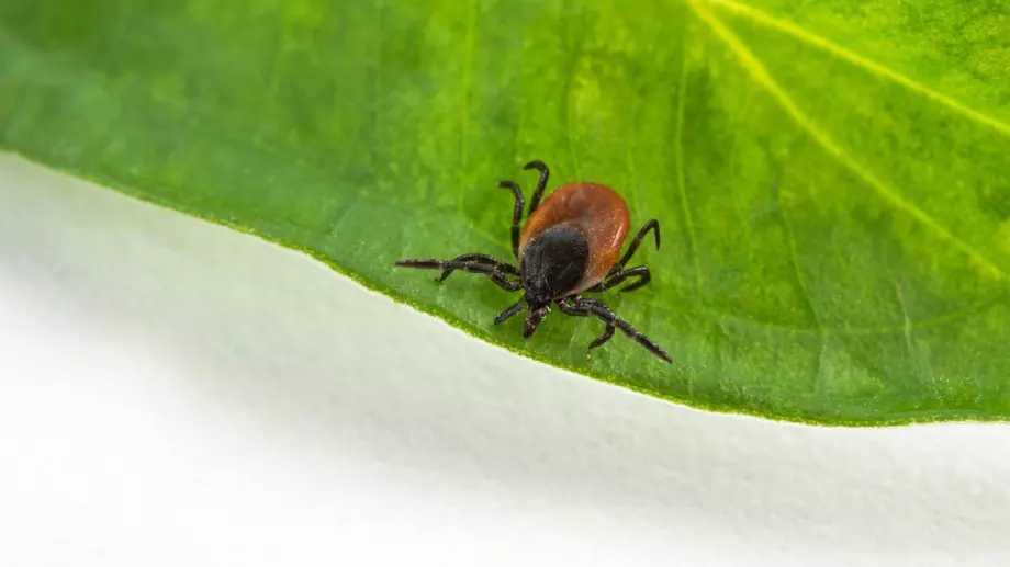 Ефективен репелент против кърлежи с етерични масла