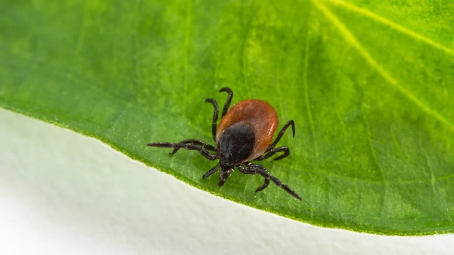 Засадете това в градината си и кърлежите няма да я доближат