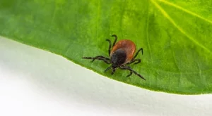 Цветята, които държат кърлежите на метри от градината ви