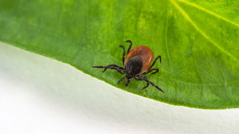 Цветята, които държат кърлежите на метри от градината ви