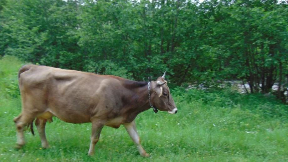 Кравата Пенка - четвърти гаф на БАБХ от началото на годината 