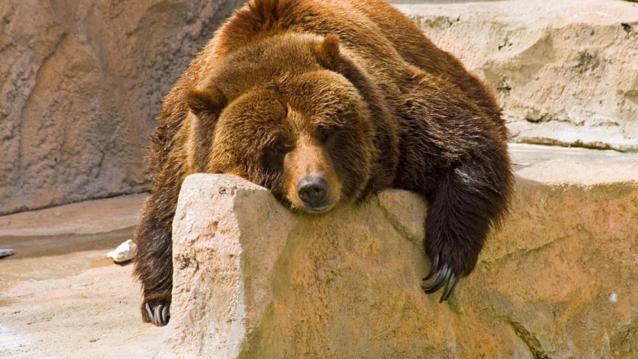 Всеки от нас е делфин, лъв, мечка или вълк според навиците си за спане