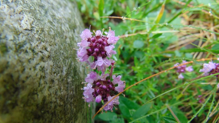 Какво време ни очаква през втората половина на юни