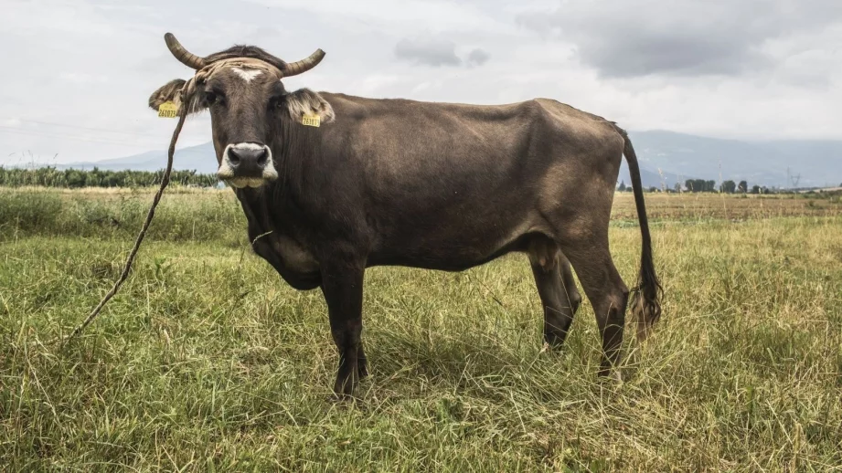 "Четири лапи": Казусът с кравата Пенка доказа нуждата от реформа в БАБХ