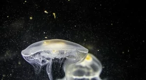 Какво да направите, ако ви опари медуза 