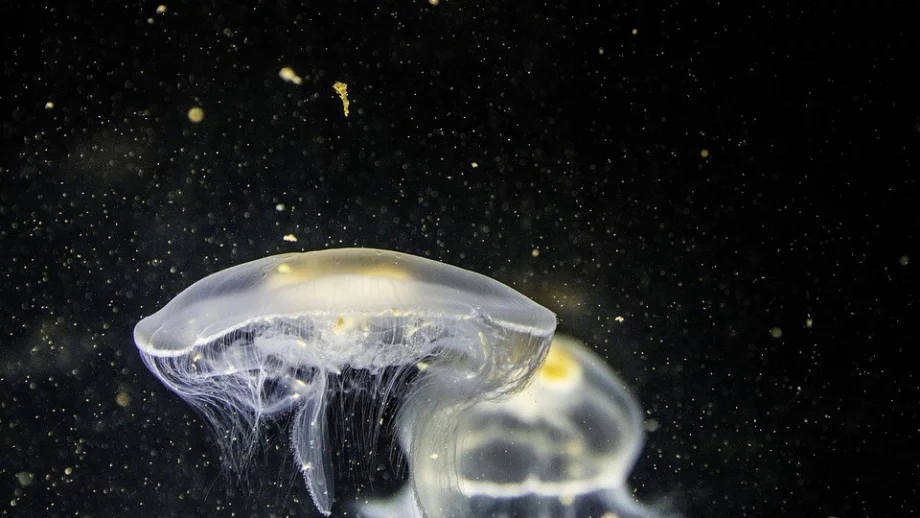 Какво да направите, ако ви опари медуза 