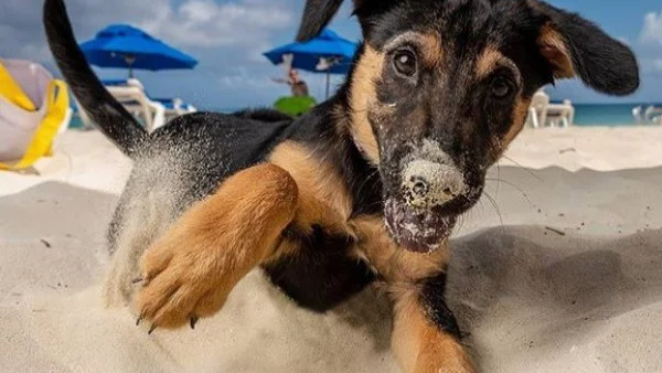 Сладко! Карибски остров със спасени кученца, които може да гушкате