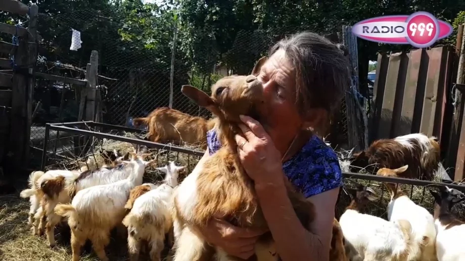 Стадото на баба Дора няма да оцелее, заяви шефът на БАБХ