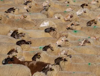 Виртуални овце и кози за милиони - колко са?