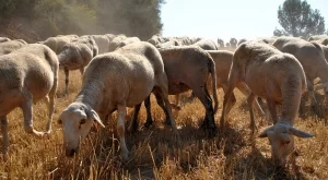 Съюзът на ветеринарите: БАБХ постъпва по единствения възможен начин