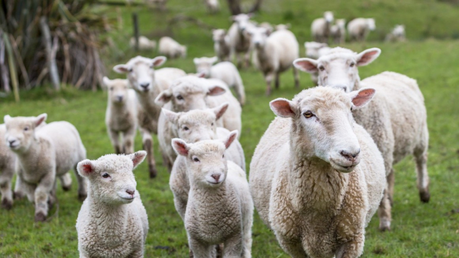 С близо 63 млн лева се увеличава бюджетът по подмярка