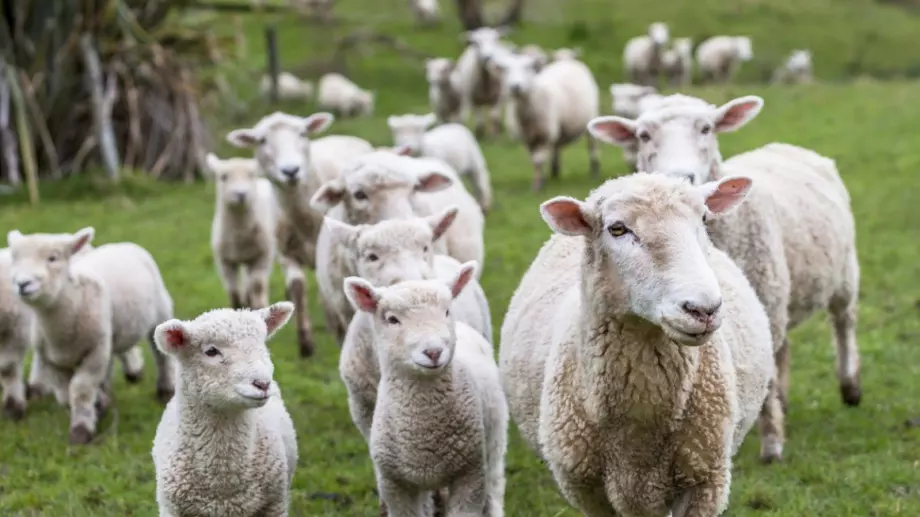 Отпускат още 63 млн. лева за животновъдите