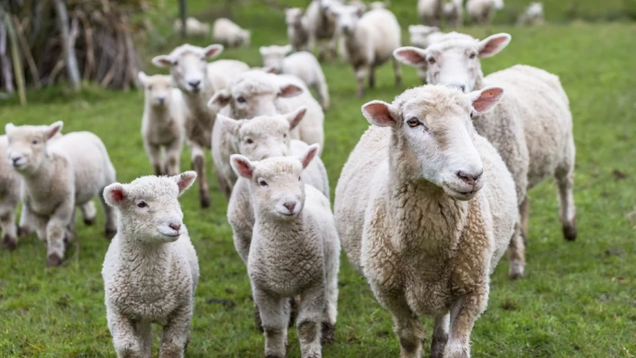 В България официално все още има чума по дребните животни