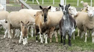 Правилно ли реагира държавата в кризата с чумата по животните?