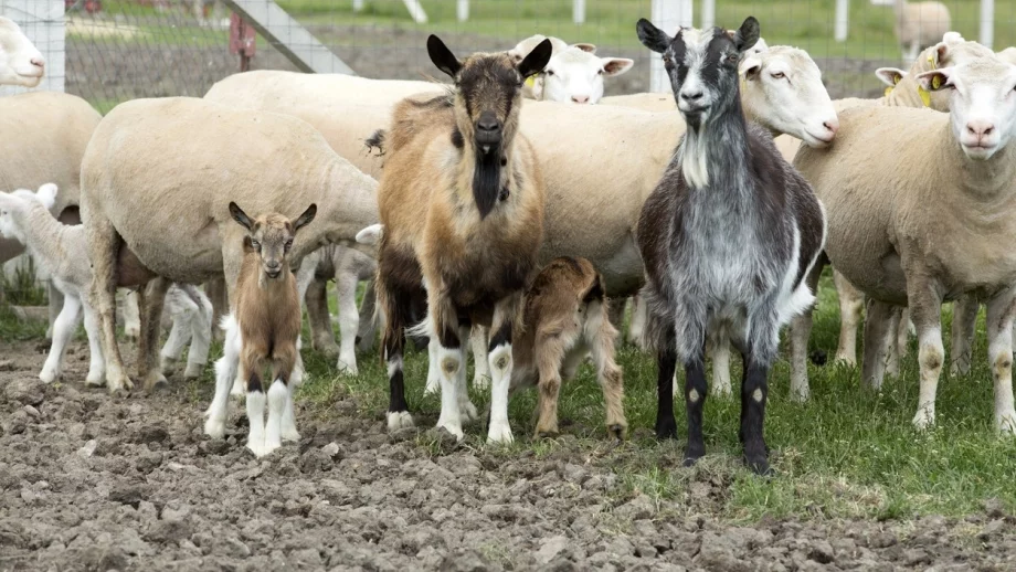 Правилно ли реагира държавата в кризата с чумата по животните?