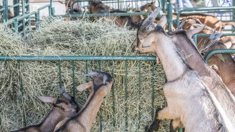 Животновъди се канят да протестират заради продължаващата карантина във фермите