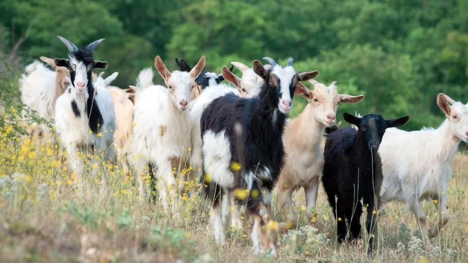 Чумата по животните е под контрол, твърдят от БАБХ