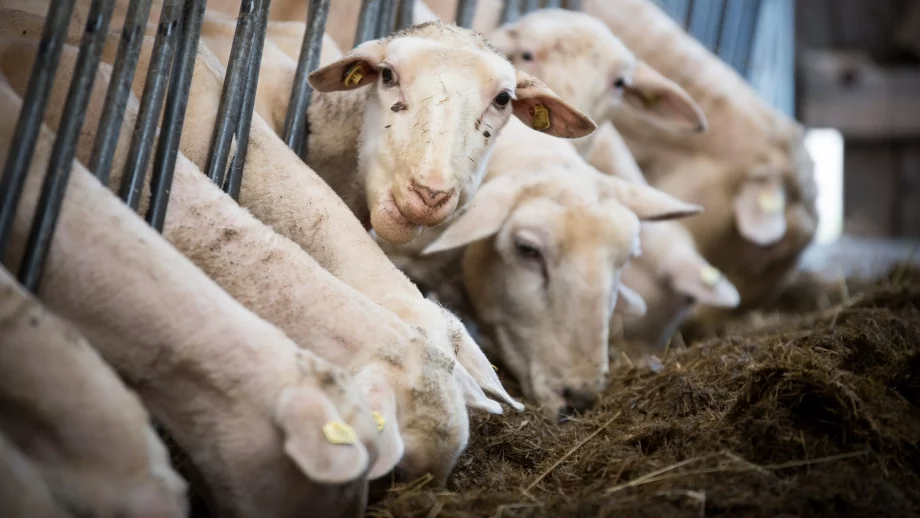 ЕК: Няма съмнение, че има чума по животните в България 