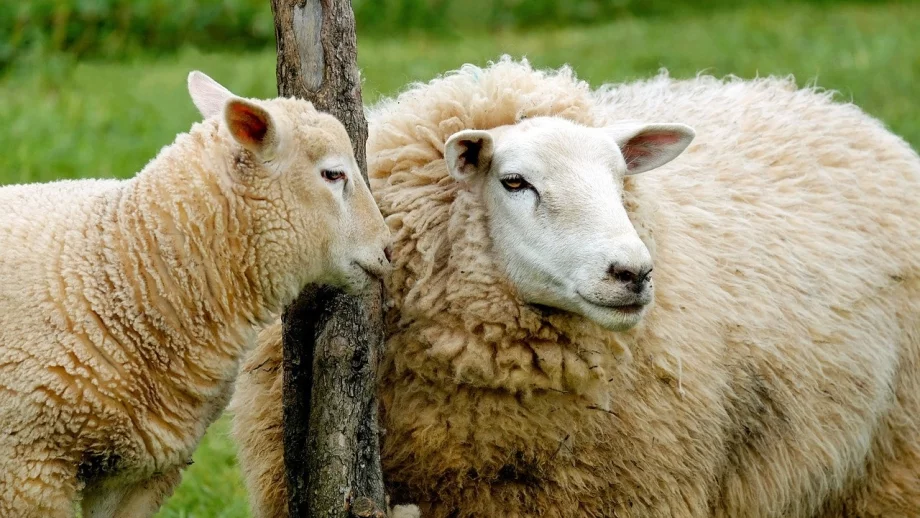 Продължава дезинфекцията в стопанствата с евтанизирани животни 