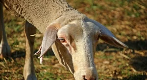 Откриха бруцелоза в Кюстендилско 