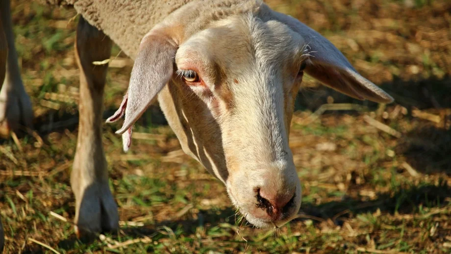 Откриха бруцелоза в Кюстендилско 