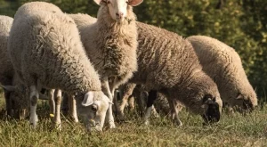 От 19 юли продължава евтаназията на животните в Странджа