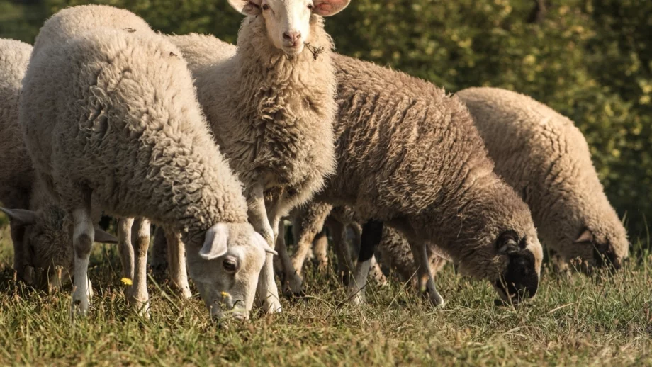 Отмениха глоба от 1900 лева за животновъди от Болярово