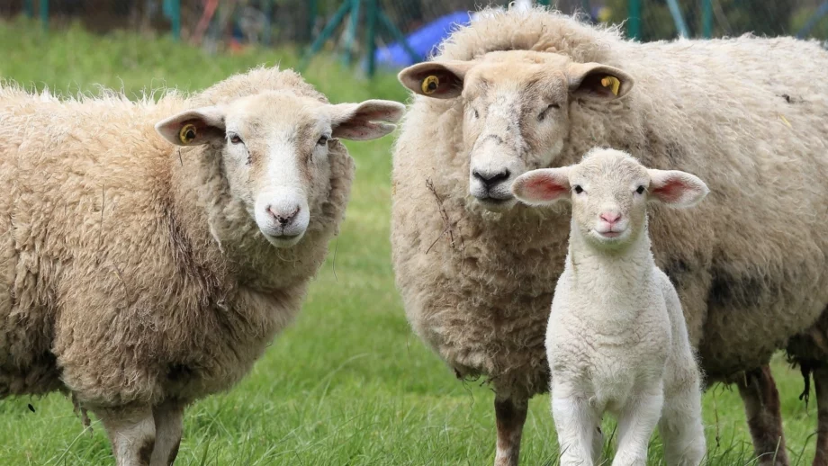 Експерт: Целият шум около чумата по животните създаде масова психоза