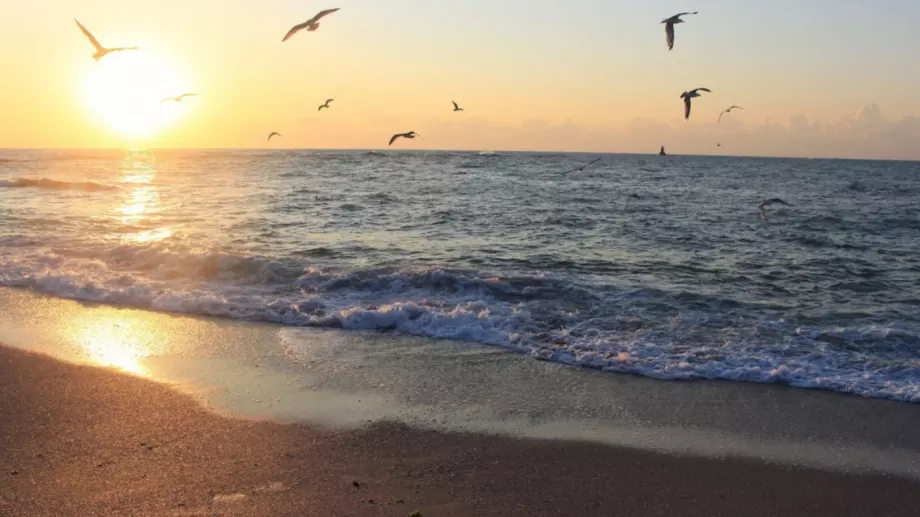 Деца във Великобритания не знаят какво е море, патица, бъркат крава с кон 