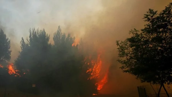 Залесяването в Гърция започва 