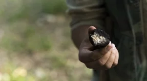 Събирачи на трюфели излязоха на протест в Русе