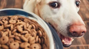  8 шокиращи истини за кучешката храна
