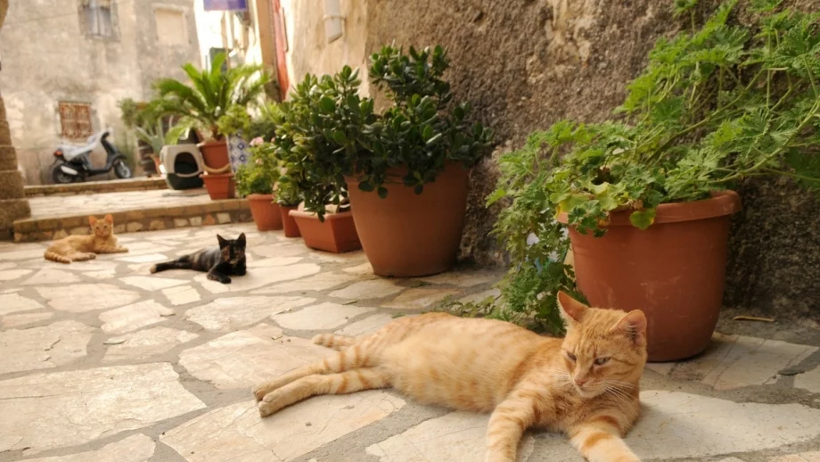 Ще ви платят, за да се преместите на този гръцки остров и да гушкате котки