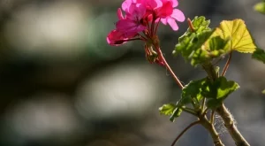 Хубаво време през уикенда, след това - застудяване 