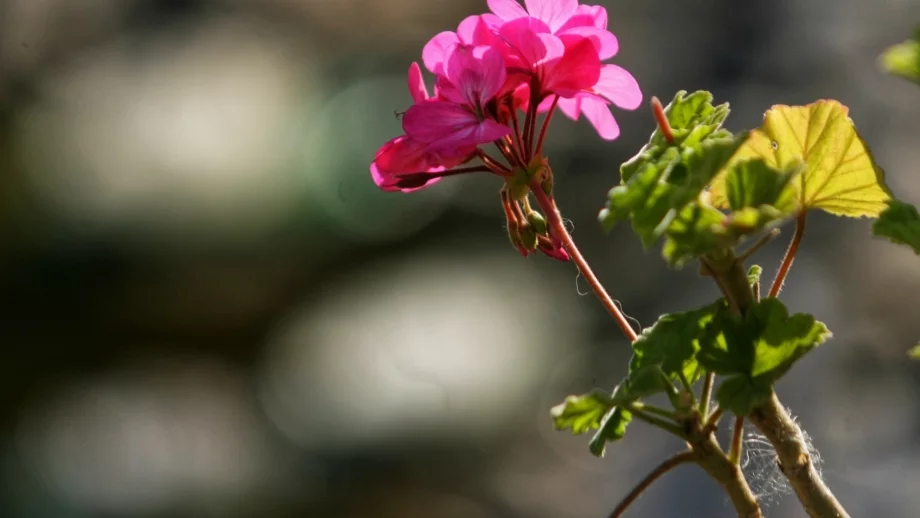Хубаво време през уикенда, след това - застудяване 
