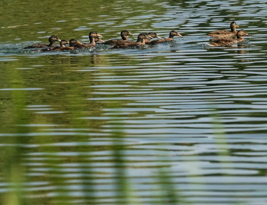 Хиляди патици спасяват реколтата в Тайланд (ВИДЕО)