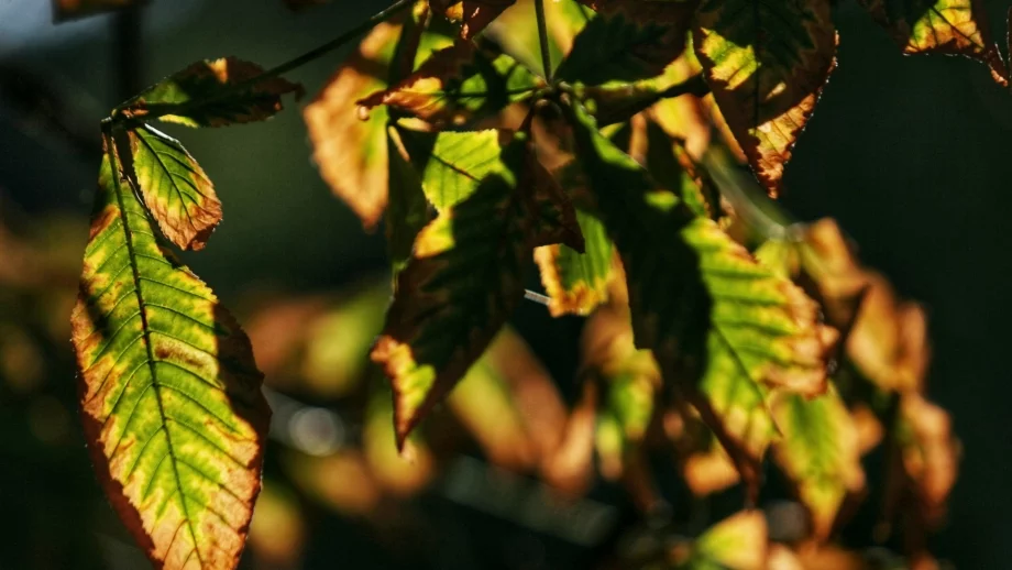 Какво ще бъде времето през почивните дни