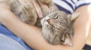 На 30 с коткa или на парти?