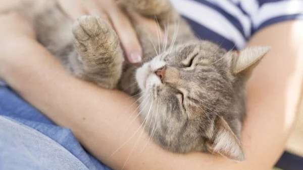 На 30 с коткa или на парти?