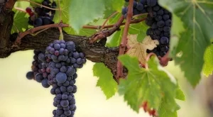 Цената и изкупуването остават проблеми за производителите на грозде