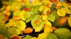 Какво ще бъде времето до края на октомври 