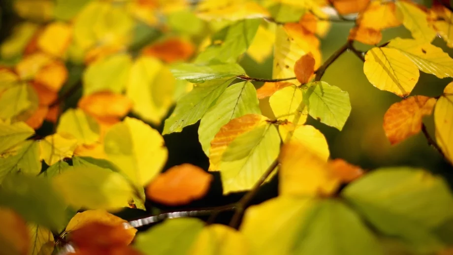 Какво ще бъде времето до края на октомври