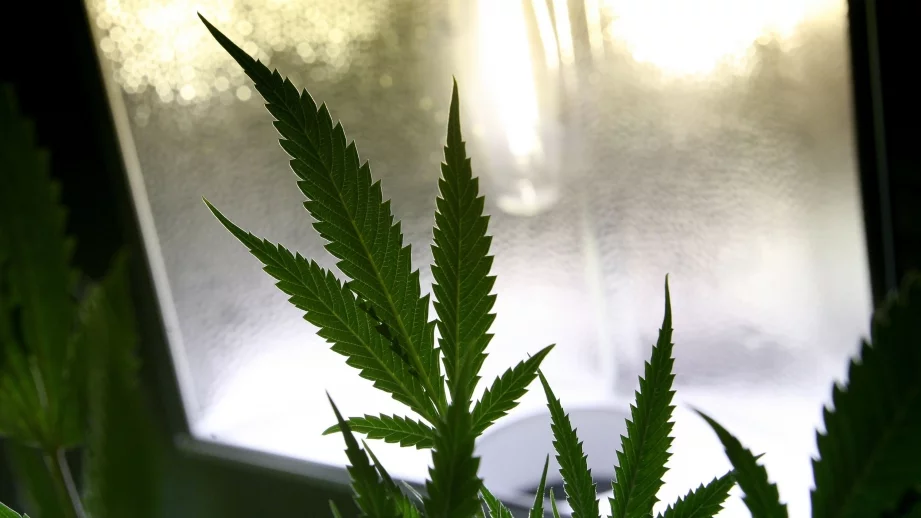 Марихуаната за лечебни цели - все още тема табу в България