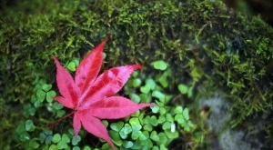 Прогноза за времето за 20 и 21 октомври