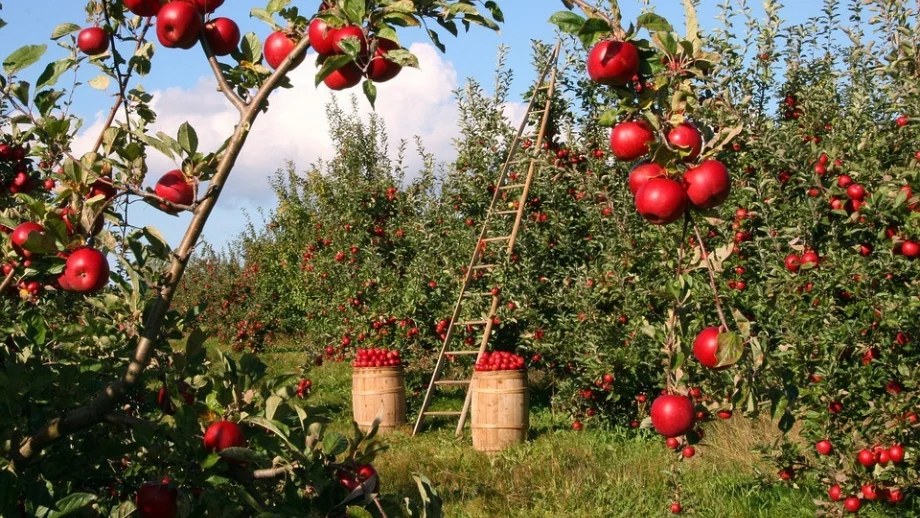 82% от биоземеделците не декларират печалба, но това не е нарушение